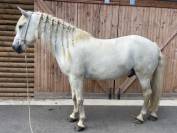 HONGRE CAMARGUE 11 ANS STUD BOOK CAMARGUE