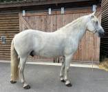 HONGRE CAMARGUE 11 ANS STUD BOOK CAMARGUE