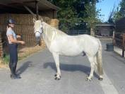 HONGRE CAMARGUE 11 ANS STUD BOOK CAMARGUE