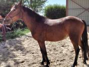 Ponette new forest 