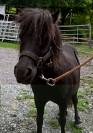 Un charmant couple de poneys shetland - 1500.- les deux
