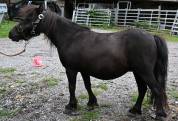 Un charmant couple de poneys shetland - 1500.- les deux