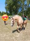 Hongre palomino OC