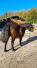 Gelding Shetland Pony For sale 2019 Bay
