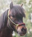 Gelding Shetland Pony For sale 2019 Bay