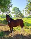 Poulain de sport pie 1 an