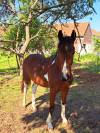 Poulain de sport pie 1 an
