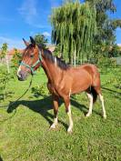 Poulain de sport pie 1 an