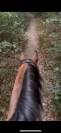 Gelding Zangersheide For sale 2016 Bay