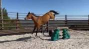 Gelding Zangersheide For sale 2016 Bay