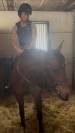 Gelding Zangersheide For sale 2016 Bay