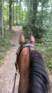 Gelding Zangersheide For sale 2016 Bay