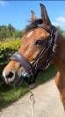 Gelding Zangersheide For sale 2016 Bay