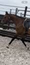 Gelding Zangersheide For sale 2016 Bay