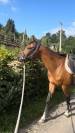 Gelding Zangersheide For sale 2016 Bay