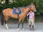 Gelding Zangersheide For sale 2016 Bay