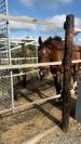 Gelding Zangersheide For sale 2016 Bay