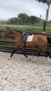 Gelding Zangersheide For sale 2016 Bay
