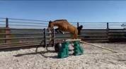 Gelding Zangersheide For sale 2016 Bay