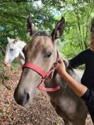 Poulain AES pie Isabelle 