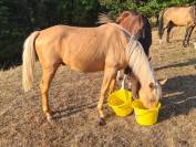 Poulain AES palomino 