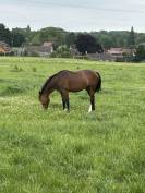 Poney CSO