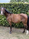 Poney CSO