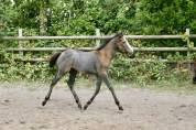 Pouliche Irish Sport Horse (ISH) originel