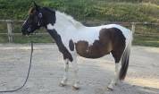 Poney C - Andy Pont des Berger