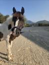 Poney C - Andy Pont des Berger