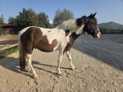 Poney C - Andy Pont des Berger