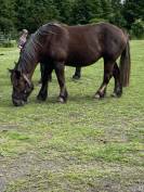  Khiara, Trait Breton de 5 ans 