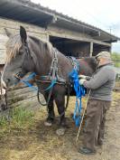  Khiara, Trait Breton de 5 ans 