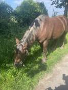  Khiara, Trait Breton de 5 ans 