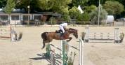 Hongre Zangersheide de 10 ans à vendre 