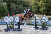 Hongre Zangersheide de 10 ans à vendre 