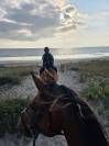 Formidable jeune cheval loisir/ sport 