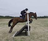Formidable jeune cheval loisir/ sport 