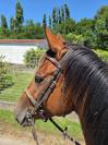 Formidable jeune cheval loisir/ sport 