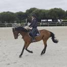 Formidable jeune cheval loisir/ sport 