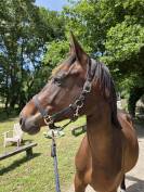 Beau mâle SFO 2 ans,  ideal projet amateur ambitieux 