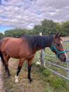 zangersheide 14 ans 