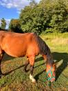 zangersheide 14 ans 