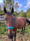 Hongre PP trotteur 5 ans 