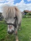 Shetland, étalon 5 ans