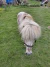 Shetland, étalon 5 ans