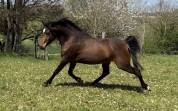 magnifique jument pur sang arabe
