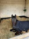 Ponette de Sport - CSO