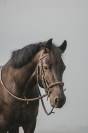 Ponette de Sport - CSO