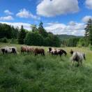 Monitrice d'équitation 35h CDI - Débutant(e) accepté(e)